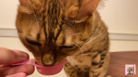 Pussy licks it happily when I offer it to her …….. If you want to give it to her, please leave a