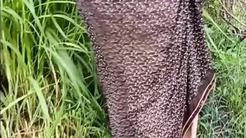 The village’s desi sister-in-law, with a thin waist, showing her body cutting fodder in the field, brought the brother-in-law home and made the sister-in-law suck the cock in the mouth